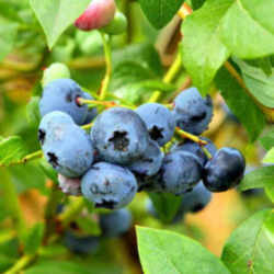 Wild Blueberry : Maine State Berry