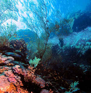Coral