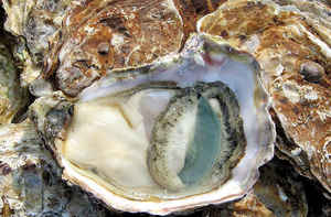 Louisiana State Gemstone: Cabochon Cut Gemstone from Eastern Oyster Shell