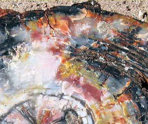 Petrified Wood: Washington State Gemstone 