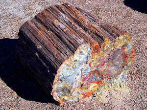 Petrified Wood: Washington State Gemstone 