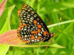 Maryland State Insect - Baltimore Checkerspot Butterfly 