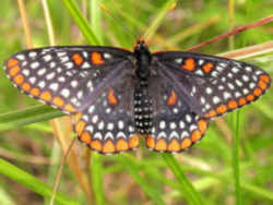 Maryland State Insect - Baltimore Checkerspot Butterfly 