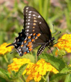 Oklahoma State Butterfly - Black Swallowtail