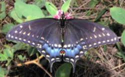 Oklahoma State Butterfly - Black Swallowtail