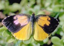 California State Insect: California Dogface Butterfly