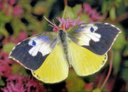 California State Insect: California Dogface Butterfly