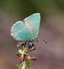 Wyoming State Butterfly - Sheridan's Green Hairstreak Butterfly