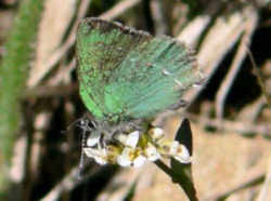 Wyoming State Butterfly - Sheridan's Green Hairstreak Butterfly