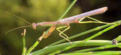 South Carolina State Insect - Carolina Mantid