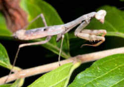 South Carolina State Insect - Carolina Mantid