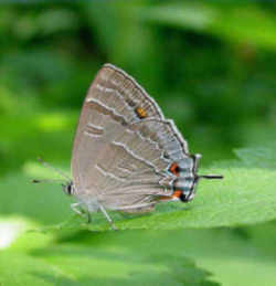 Colorado State Insect - Colorado Hairstreak Butterfly