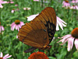 Diana Fritillary:  Arkansas State Butterfly