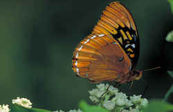 Arkansas State Butterfly: Diana fritillary butterfly