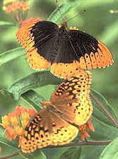 Arkansas State Butterfly:Diana Fritillary 