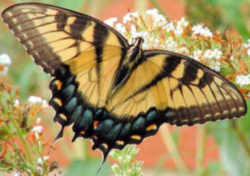 Alabama State Butterfly: Eastern Tiger Swallowtail 