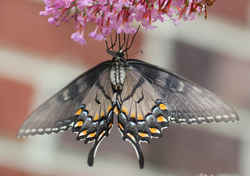 Alabama State Butterfly: Eastern Tiger Swallowtail Underneath