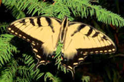 Alabama State Butterfly: Eastern Tiger Swallowtail 
