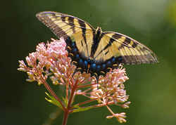 South Carolina State Butterfly - Eastern Tiger Swallowtail