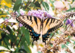 North Carolina State Butterfly - Eastern Tiger Swallowtail Butterfly