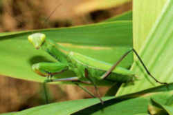 Connecticut Insect: Praying Mantis