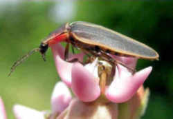 Pennsylvania State Insect - Firefly