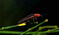 Pennsylvania State Insect - Firefly