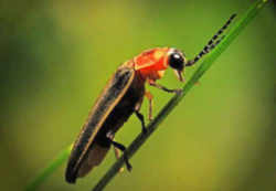 Pennsylvania State Insect - Firefly