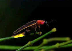 Tennessee State Insect (Firefly)