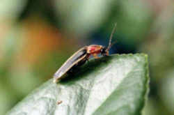 Tennessee State Insect (Firefly)