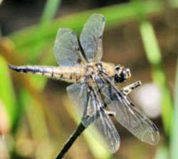 Alaska State Insect: Four-Spotted Skimmer