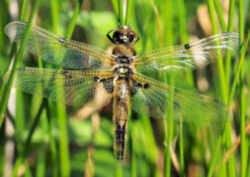 Alaska State Insect: Four-Spotted Skimmer