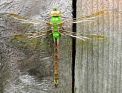 Washington State Insect - Green Darner Dragonfly