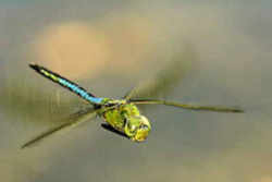 Washington State Insect - Green Darner Dragonfly