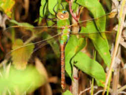 Washington State Insect - Green Darner Dragonfly