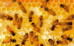 Arkansas State Insect: Honeybee