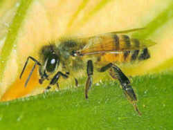 Arkansas State Insect: Honeybee