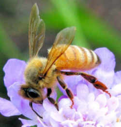Georgia State Insect: Honeybee