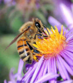 Georgia State Insect: Honeybee