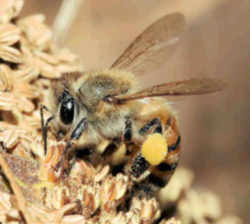 Kansas State Insect - Honeybee