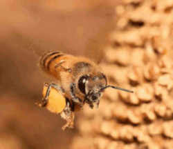 Kentucky State Agricultural Insect - Honeybee