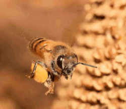 Kentucky State Agricultural Insect - Honeybee