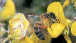 Kentucky State Agricultural Insect - Honeybee