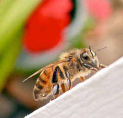 Louisiana State Insect - Honeybee