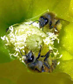 Louisiana State Insect - Honeybee