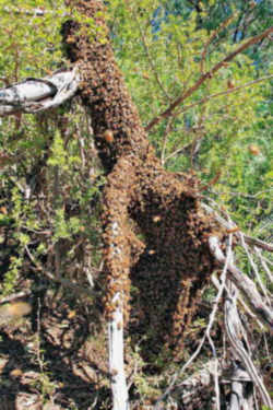 Maine State Insect - Honeybee