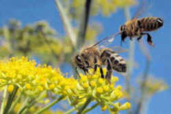 Maine State Insect - Honeybee