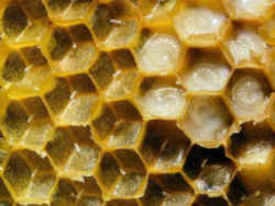 Missouri State Insect - Honeybee
