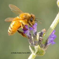 Missouri State Insect - Honeybee by Kathy Keatley Garvey