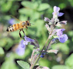 Mississippi State Insect - Honeybee